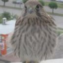 Равиль Гайнутдинов