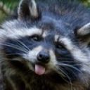 Рамин Искендеров