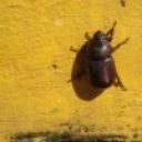 Константин Скворцов