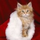 Ната Тарасова