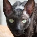 _StealtH_