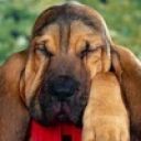 Андрей Мирошниченко