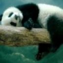 Елена Фирсова