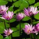 Ирина Воронина