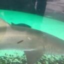 Андрей Пупкин