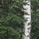 Вика Елизарова