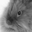 zette