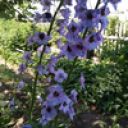 Александр Подшивалов